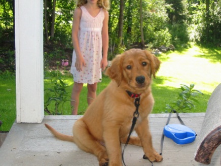 Golden Retriever Puppy