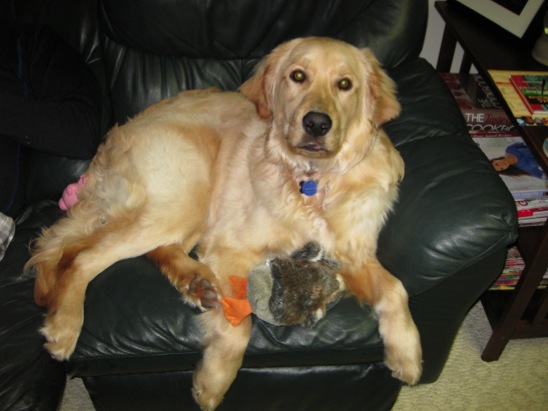 Golden Retriever Puppy