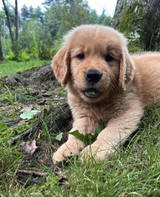 Connecticut Golden Retriever