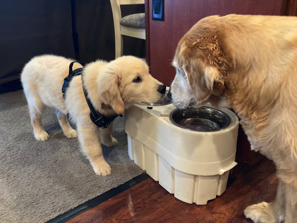 CT Golden Retriever