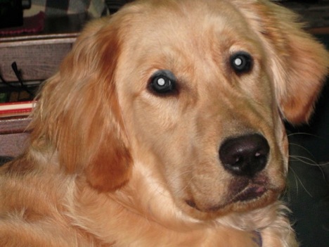 Golden Retriever Puppy