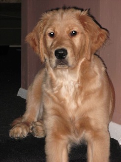 Maggie Golden Retriever Puppy