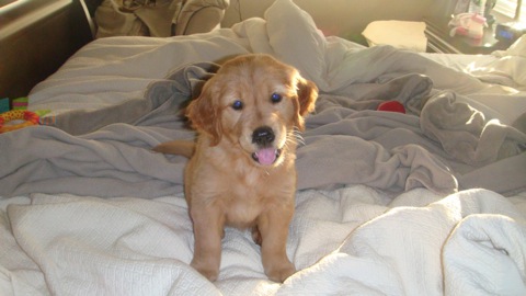 Golden Retriever Puppy