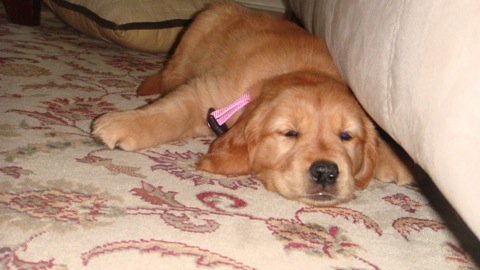 Golden Retriever Puppy