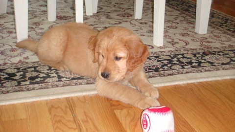 Golden Retriever Puppy