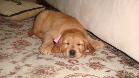 Golden Retriever Puppy