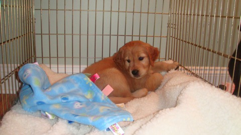 Golden Retriever Puppy