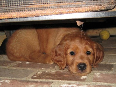 Golden Retriever Puppy