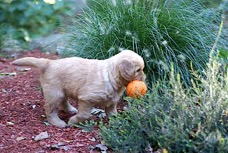 Golden_retriever_puppy