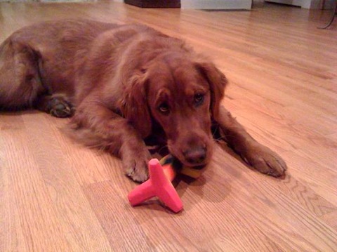 Golden Retriever Puppy