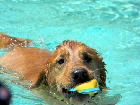 Stella_1_Golden_Retriever