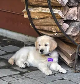 Golden Retriever Puppy laying next to woodpile