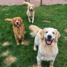 HappyGoldens.jpg