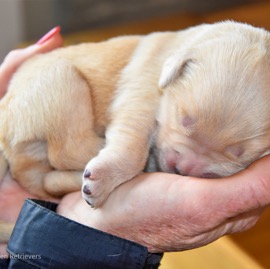 Puppy in hands.jpg