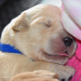 PupSleep.jpg