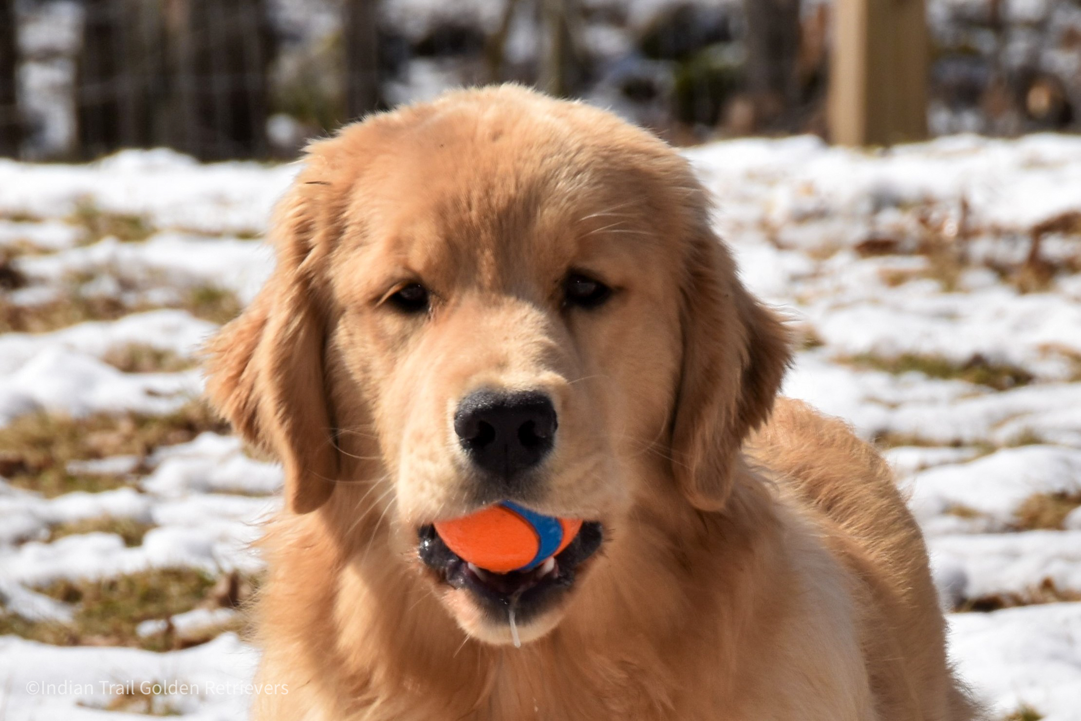 Golden Retriever plays fetch