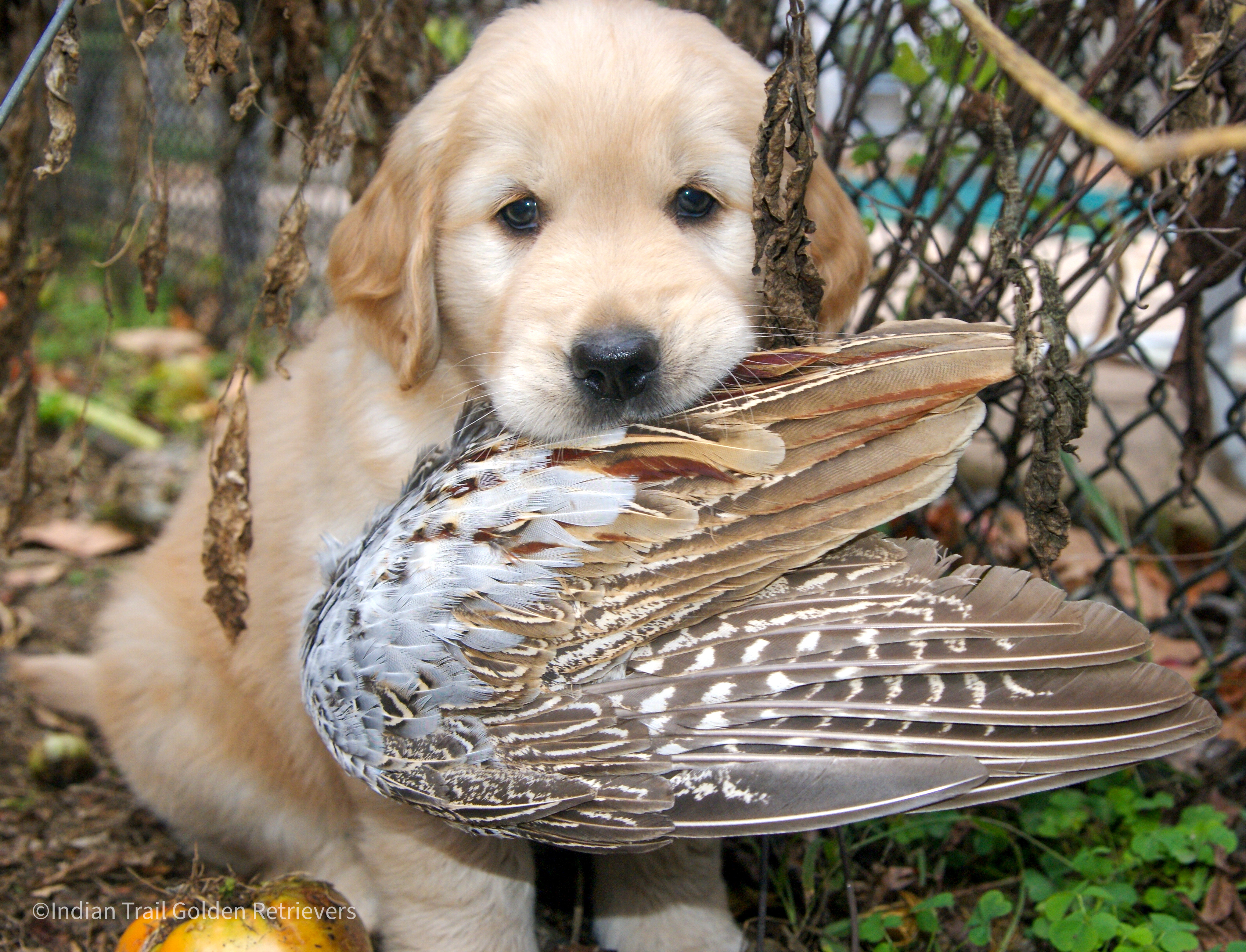 Connecticut Golden Retriever Puppy with Pheasant field trials