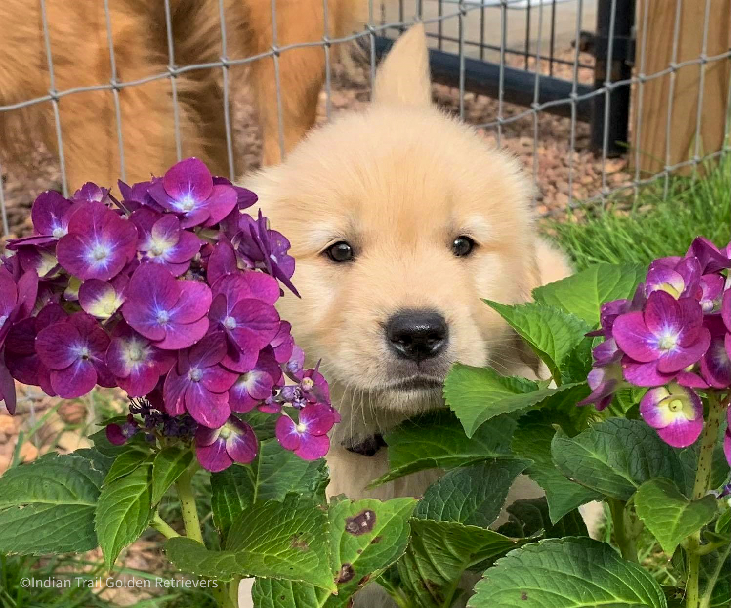 Golden Retriever puppy in flowers
