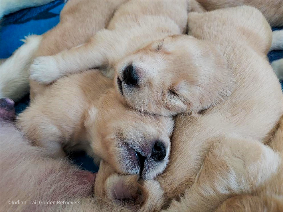 Buff Golden Retriever Puppy in arms